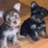 Registered Male Yorkie’s 