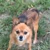 Beautiful male Pomchi available for stud $350