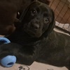 Akc  Labradors puppies