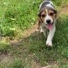 7 tri-colored beagle pups for sale, 3 females and 4 males 11 weeks old Charlottle,Mi