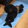 AKC Black Poodle for stud only