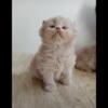 LUXURY BRITISH SHORTHAIR KITTENS 