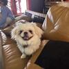 Pekingese puppy