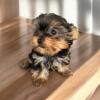 AKC Yorkshire Terrier gentetic/health tested