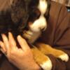 Bernese mountain dogs for sale