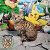 3 F4 Savannah Kitten Females