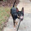 tricolor male bull terrier adult