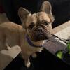 🐾 Fluffy French Bulldog Stud Available – AKC Certified! 🐾