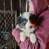 EASTER PUPPY Reduced Aussie