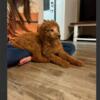 Male Moyen Poodle Puppy For Adoption