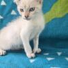 Julie highlander lynx price reduced 
