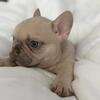 Tiny Lilac Fawn Male French Bulldog Puppy – Manly