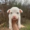 Bully puppy