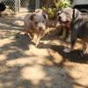 ABKC AMERICAN BULLY PUPS