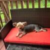 Yorkie female looking for a home