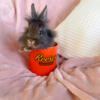 Little lionhead rabbit 