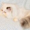 Persian kitten  from $499 Tampa Bay Area  sale adoption delivery