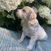 CKC Male Mini Goldendoodle