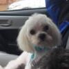 Max adult male Maltese