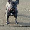 AKC BLUE FRENCH BULLDOG FEMALE