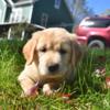 Lovely Sweet Golden Retriever Puppies Available