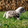 Blue Merle Border Aussie mix male