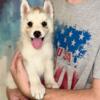 AKC Siberian husky puppies ready 9/7