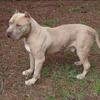 XL Champagne Top Dog Bullies Stud