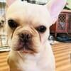 AKC 1year old male French bulldog Im moving so price reduce