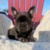 French Bulldog female