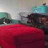 Friendly Cat needs new home