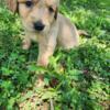 Golden retriever puppies