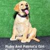 AKC Fox Red Female Labrador Puppy