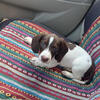 Ckc dachshund puppy