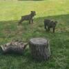 Olde English Bulldogges Chocolate Male and Female