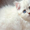 Gorgeous Fluffy British Longhair Female Kitten Light Blue Eyes Pedigree & Health Certificate