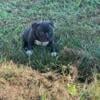 American bully pup for sale