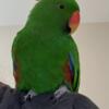 8 year old Male Solomon Island Eclectus