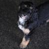 (Ebony) F2 Standard Bernedoodle female puppy - Available now