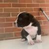 American Bully Pocket Bully