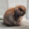 Holland Lop Ear Bunny (rabbit)