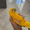 Queen of Bavaria (Golden) Conure for sale