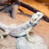 bearded dragon rehome