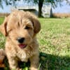 Mini labradoodles pups