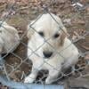 Golden Retriever Puppies