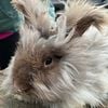 English Angora Rabbits great for Spinning fiber