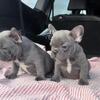 Blue French bulldogs available