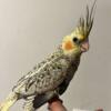 silver pearl cockatiel