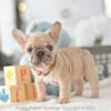 Poetic French Bulldog Puppy Tahiti blue fawn merle Female