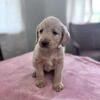 Golden Labradoodle Puppies